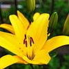 lilly