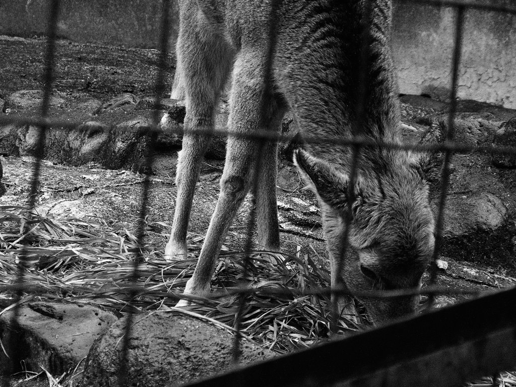deer,zoo