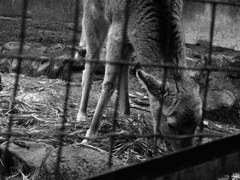deer,zoo