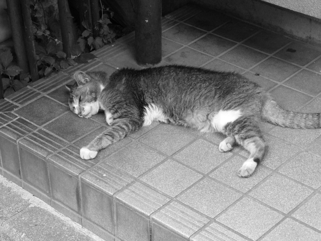 Long hot summer