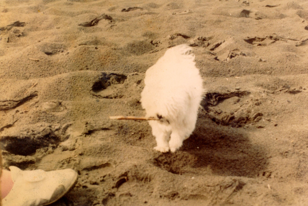 生き物を飼わない理由