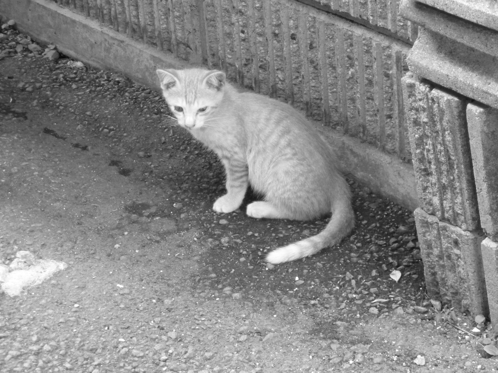 チビ