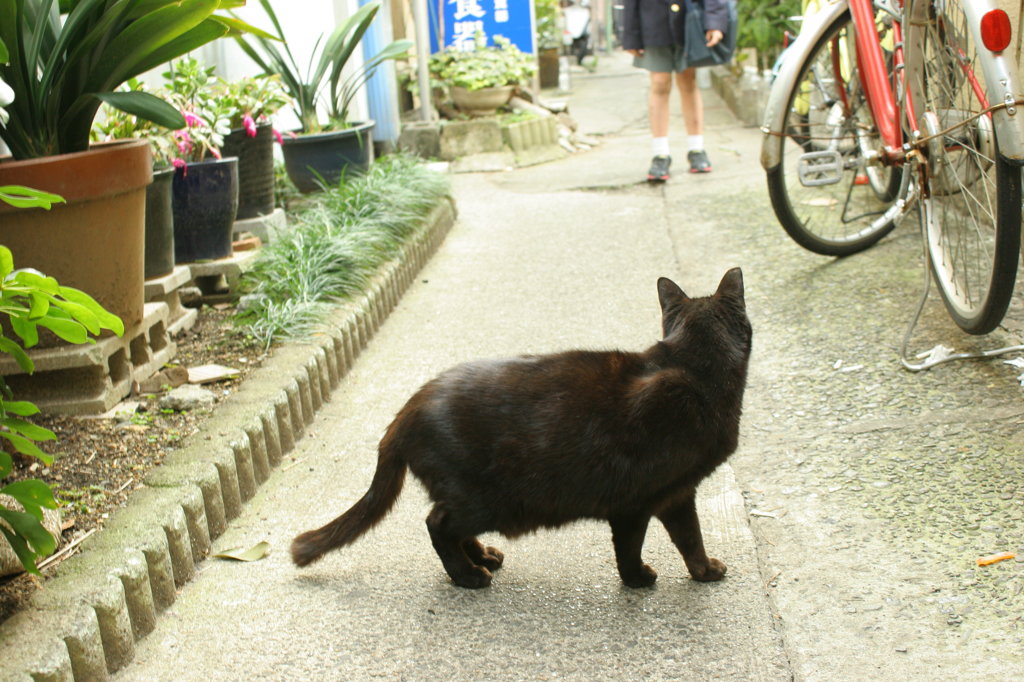 だるまさんが　こーろんだ！