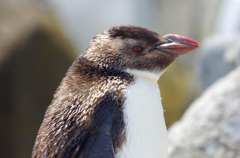 penguin