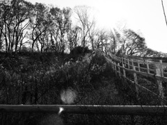 into the light