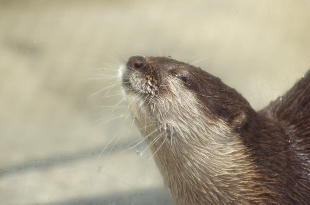 カワウソ
