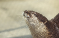 カワウソ
