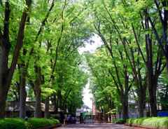 zelkova serrata