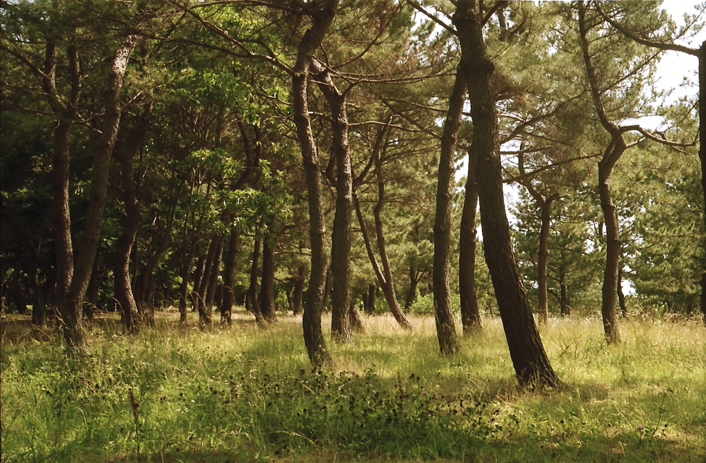 pine trees