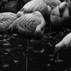 zoo,winter