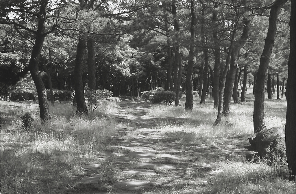 into the shade of trees