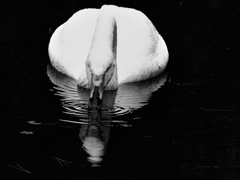 swan,zoo