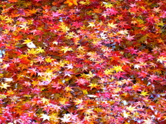 red leaves,winter