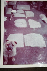 愛犬 フレンダー