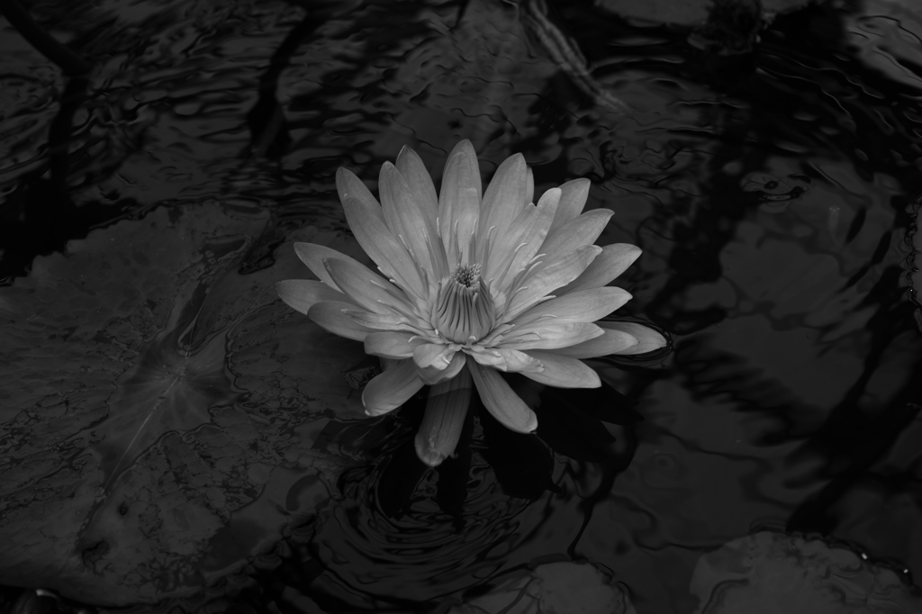 スポットライト