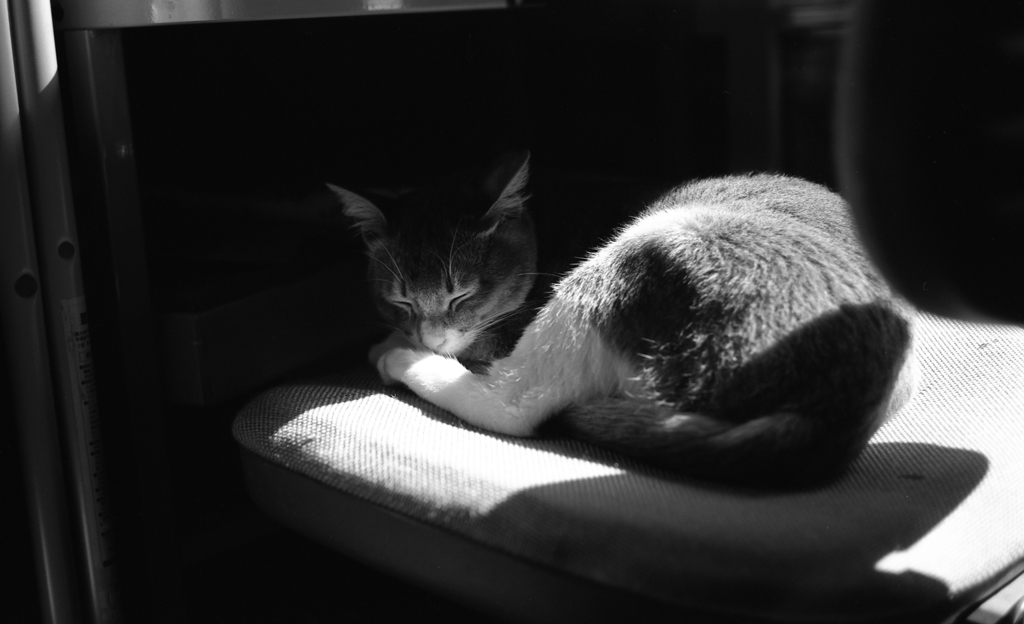 うたたねこ