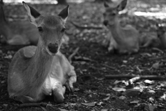 奈良公園