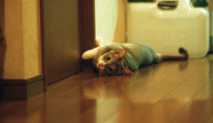 ねこ
