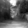 路地裏と猫