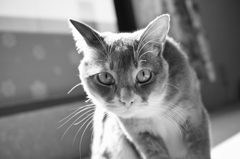狙う猫