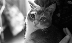 猫