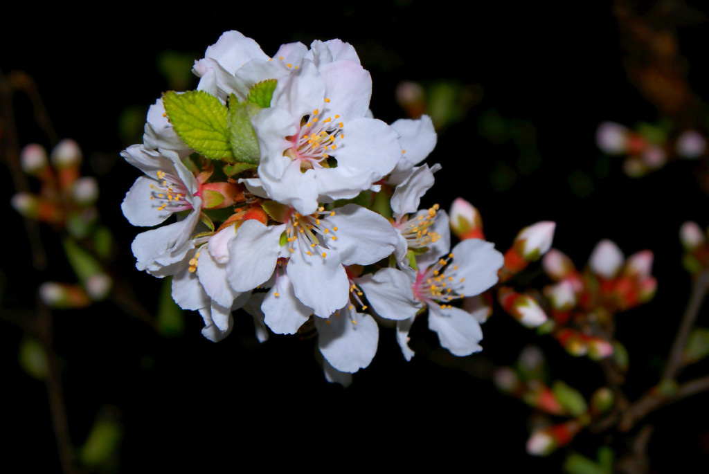 夜桜１