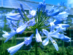 blue sky blue