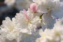 メッシュの花びら