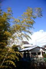 風に吹かれる竹