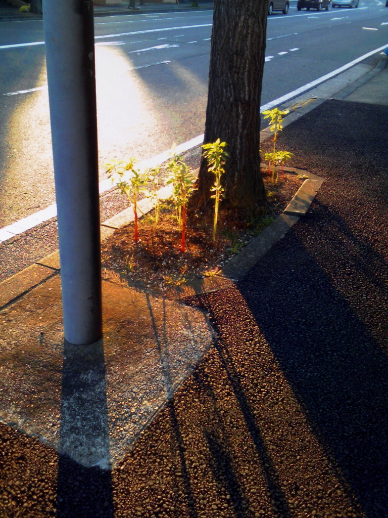 夏の終わりの西日