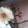 梅が開いた