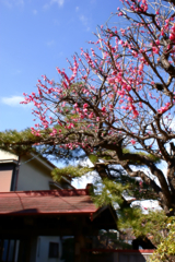 梅ノ木
