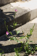 アスファルトの花