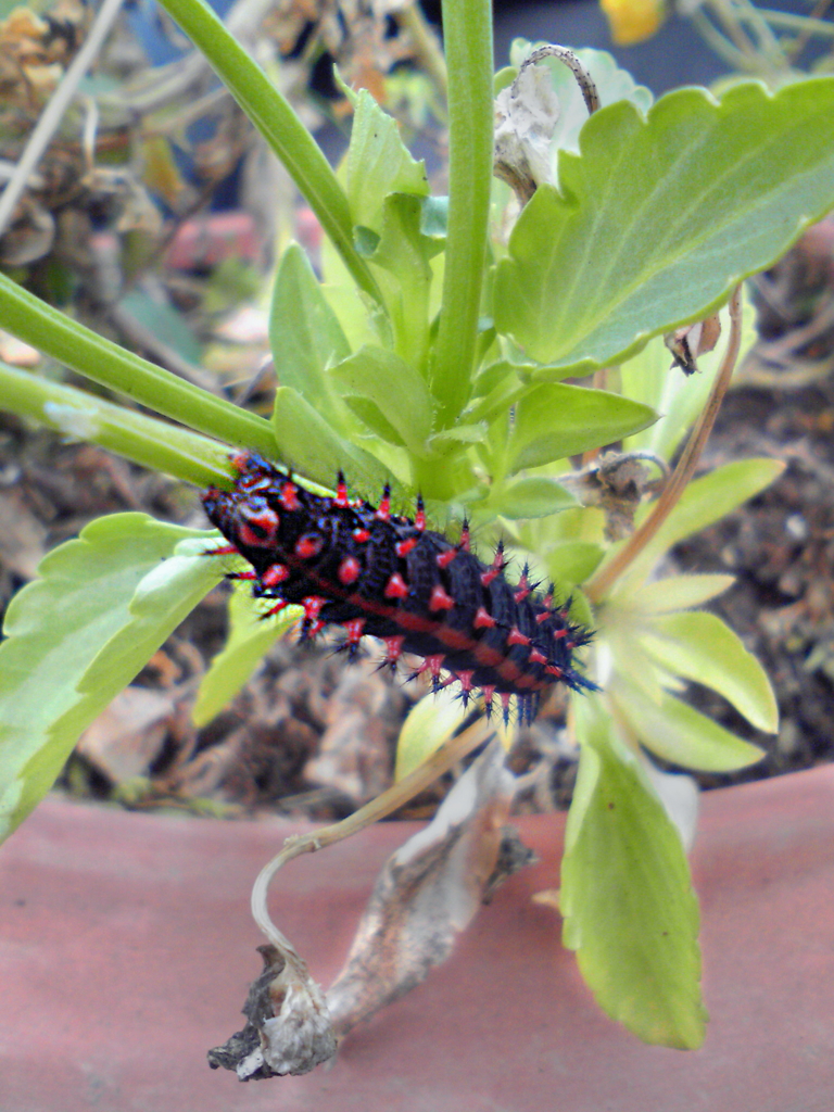 ツマグロヒョウモンの幼虫