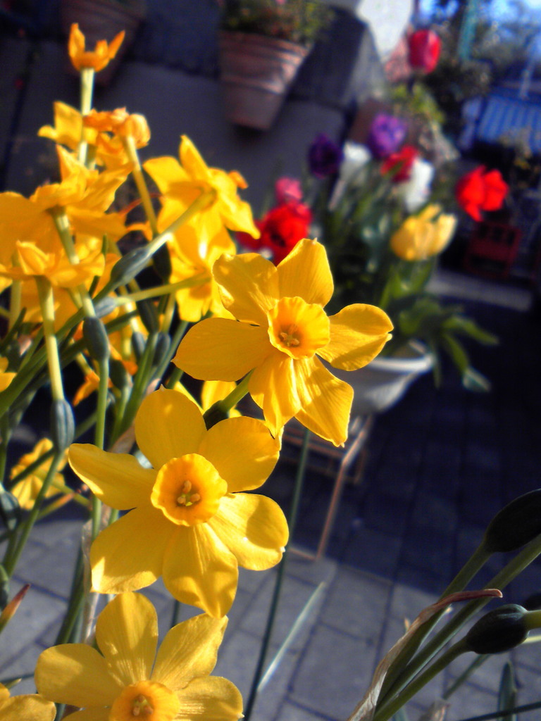 朝日をあびるスイセンの花