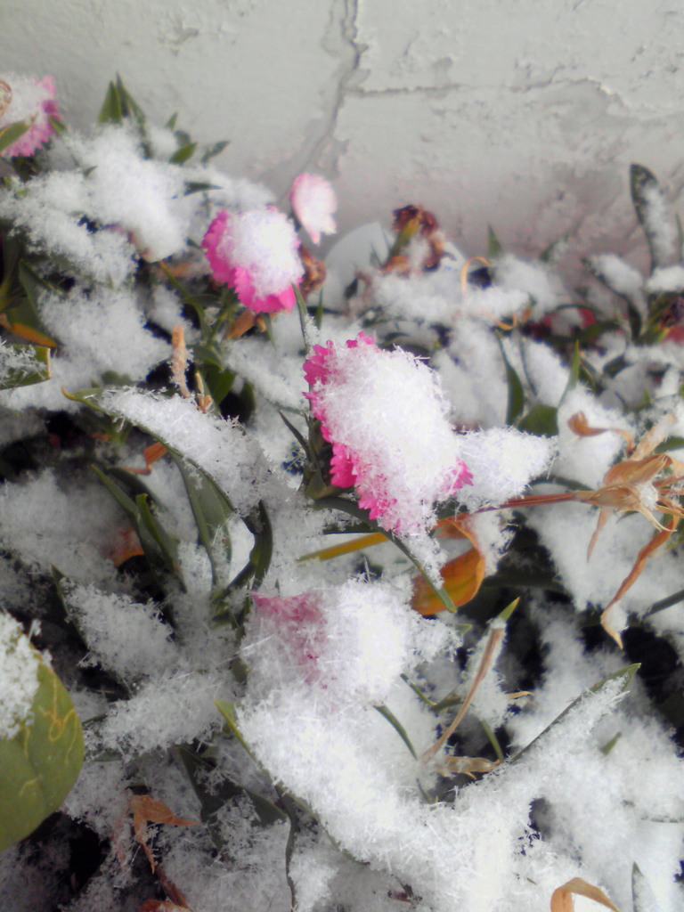 粉雪花