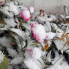 粉雪花