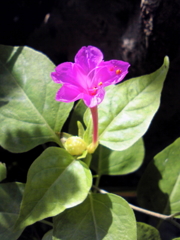 朝日の中の白粉花