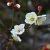梅の花