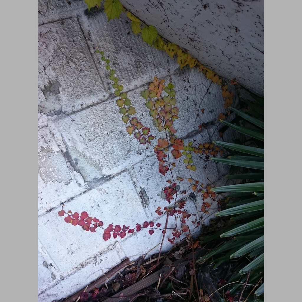 階段の下の紅葉