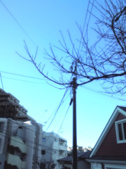 梅の木