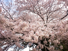 桜満開