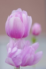 紫いろの花