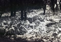 見慣れない雪景色