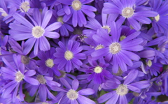 purple flowers