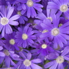 purple flowers