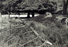 fallen tree