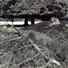 fallen tree