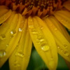雨上がりのひまわり