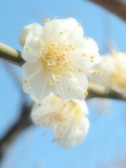 小田原の梅３